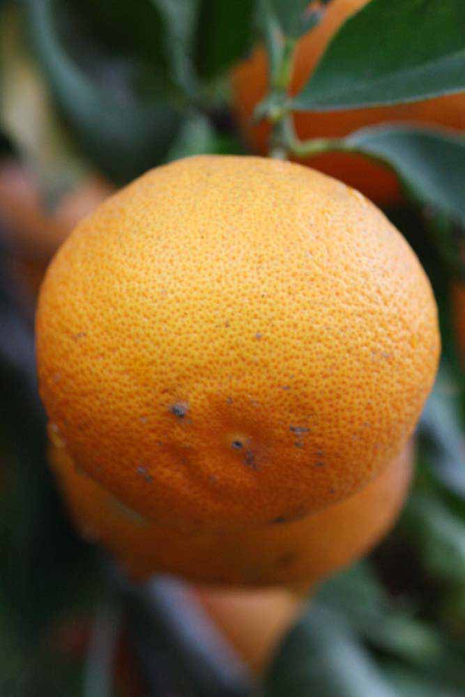            Fruit (Riverside, CA)   